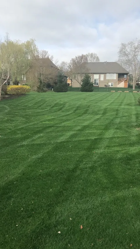 Fresh lawn stripes